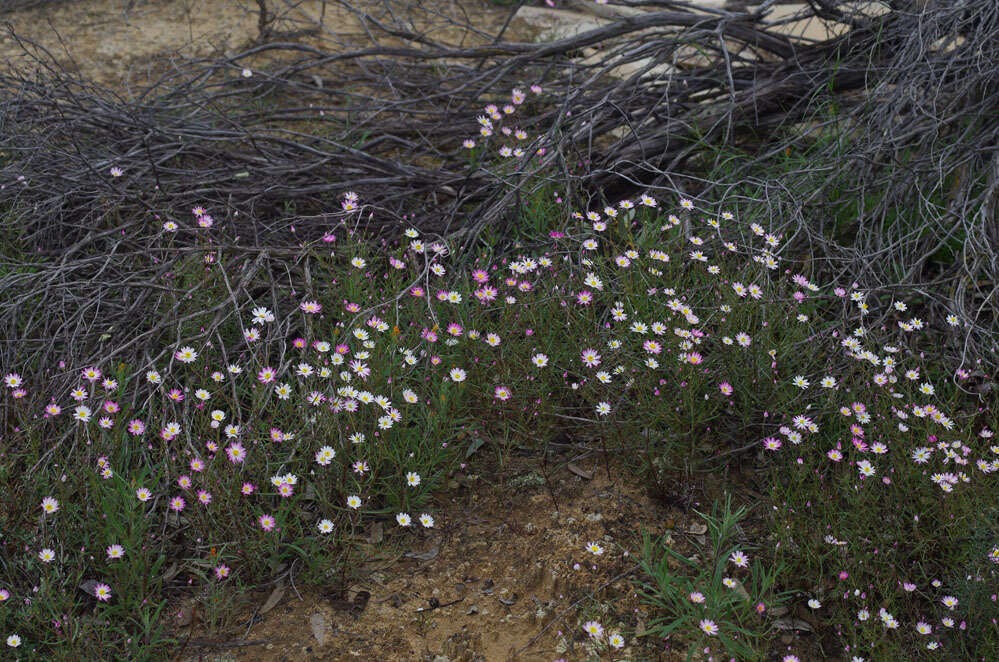 Image of Lawrencella rosea Lindl.