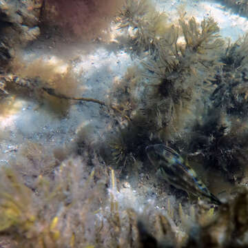 Image of Freycinet&#39;s leatherjacket