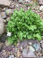 Image of Arabidopsis halleri (L.) O'Kane & Al-Shehbaz