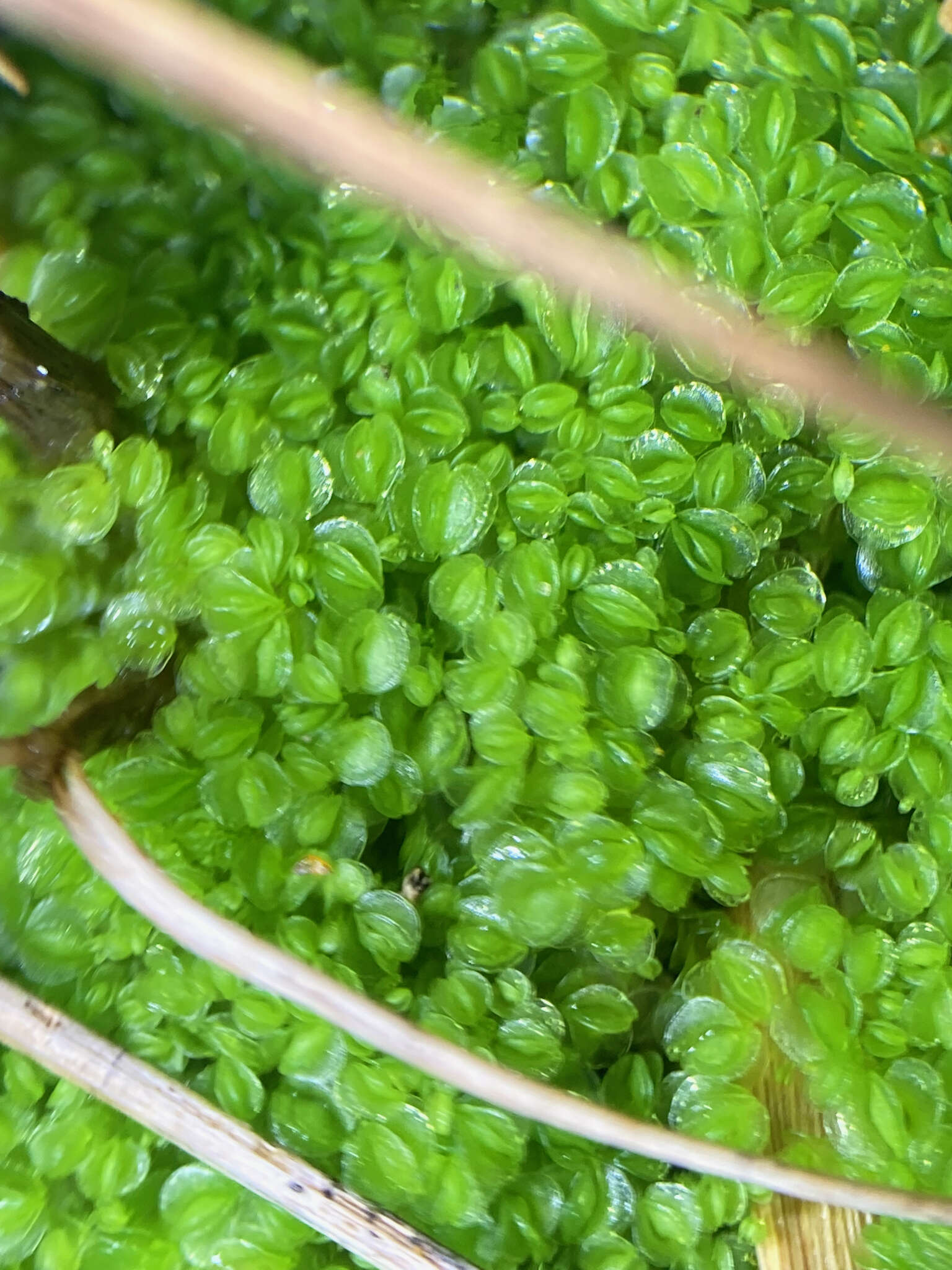 Image of Solenostoma gracillimum (Sm.) R. M. Schust.