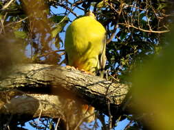 صورة Treron calvus schalowi Reichenow 1880