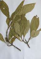 Image of Rhamnus davurica var. davurica