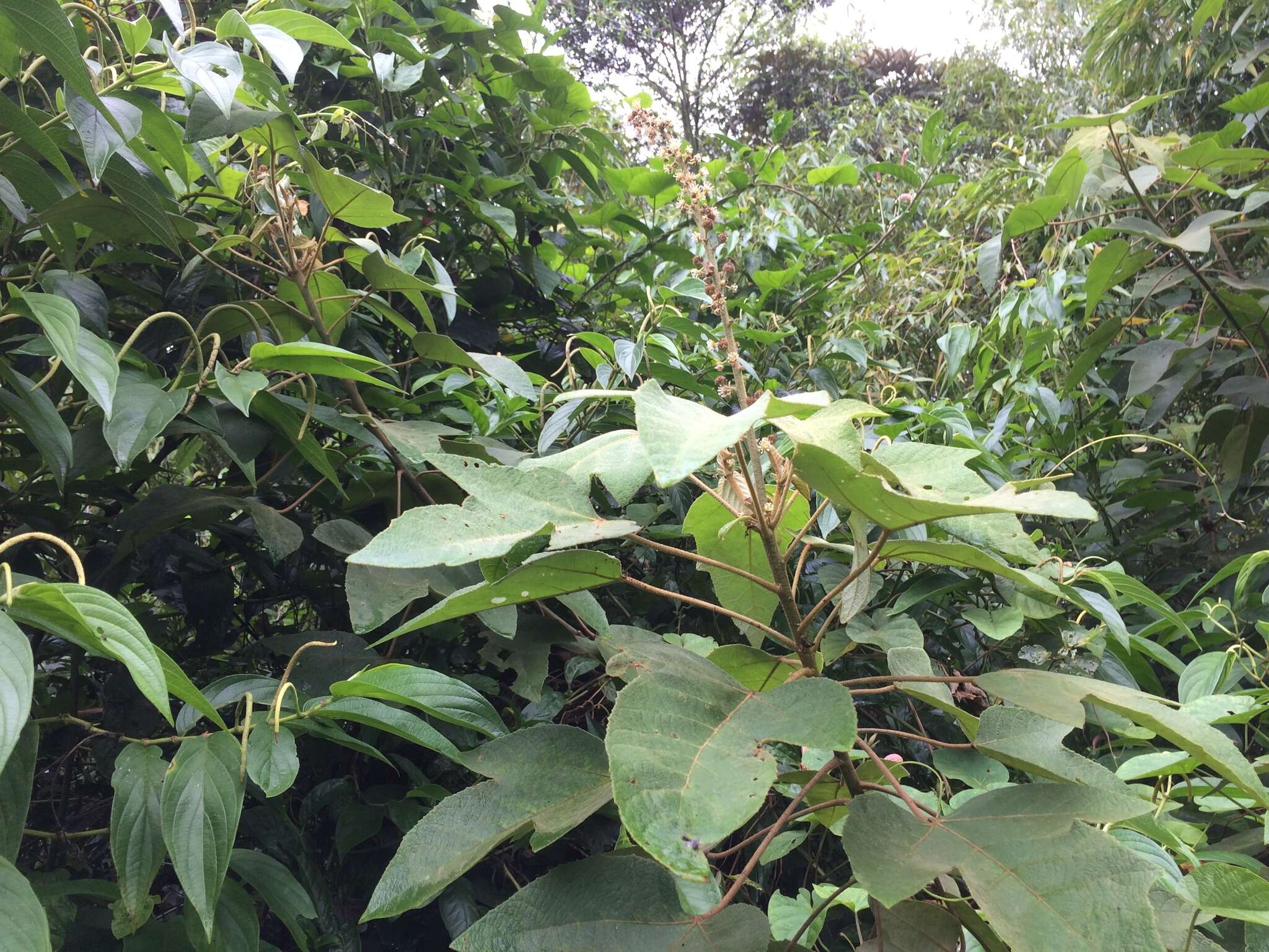 Image of Croton gossypiifolius Vahl