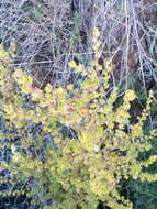 Image of Cliffortia polygonifolia var. trifoliata (L.) Harv.