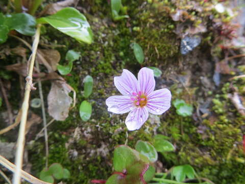 Claytonia sarmentosa C. A. Mey. resmi