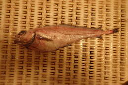 Sivun Lepidion lepidion (Risso 1810) kuva