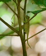 Image of Maroantsetra Chameleon