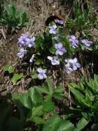 Image of Viola sacchalinensis H. Boiss.