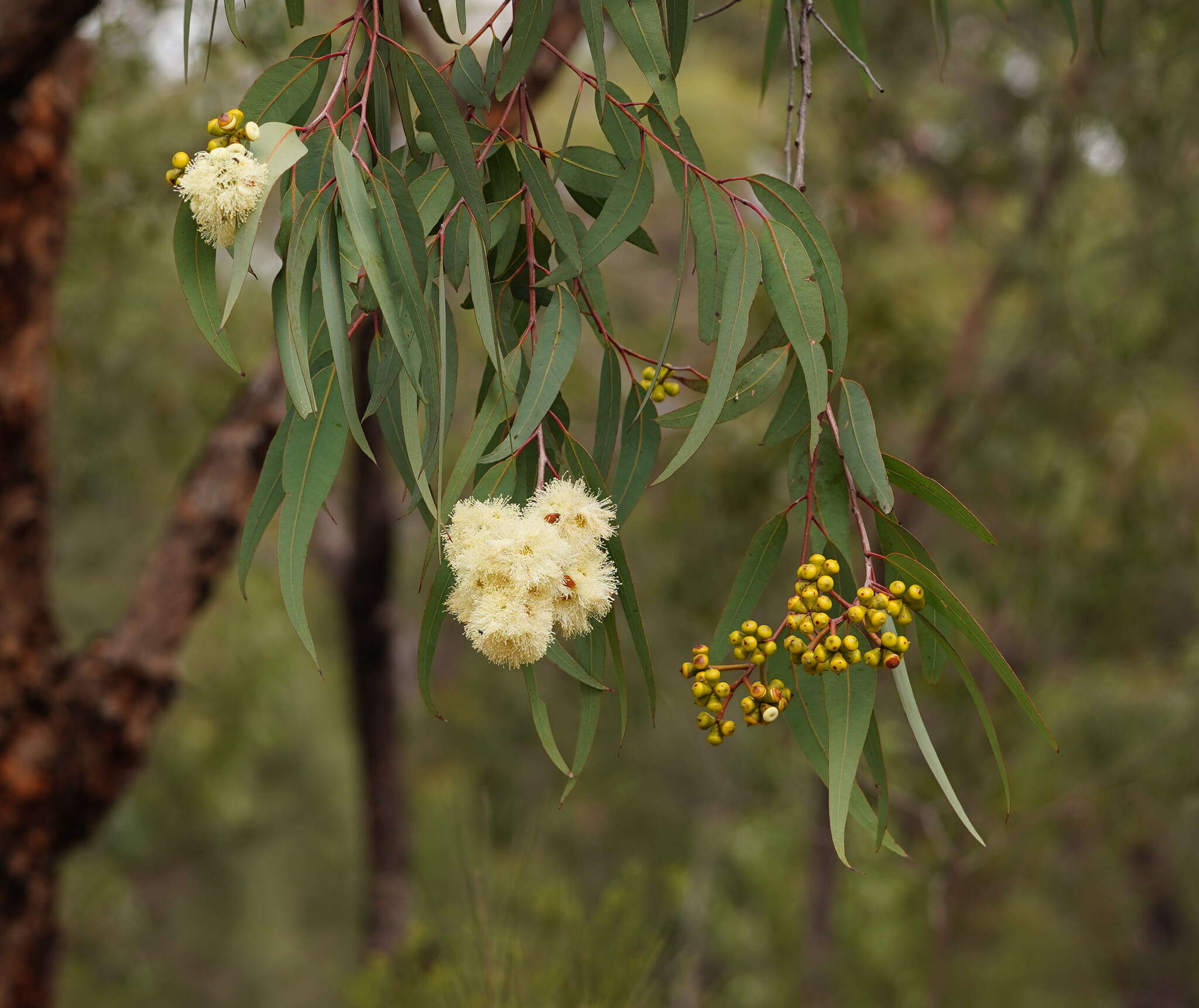 صورة Corymbia eximia (Schauer) K. D. Hill & L. A. S. Johnson