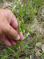 Image of Slender False Dragonhead