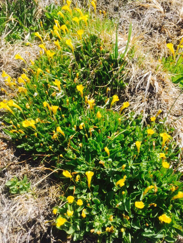 Image of Yellow Creeping Monkey-Flower