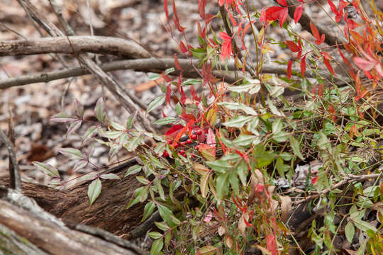 Image of nandina