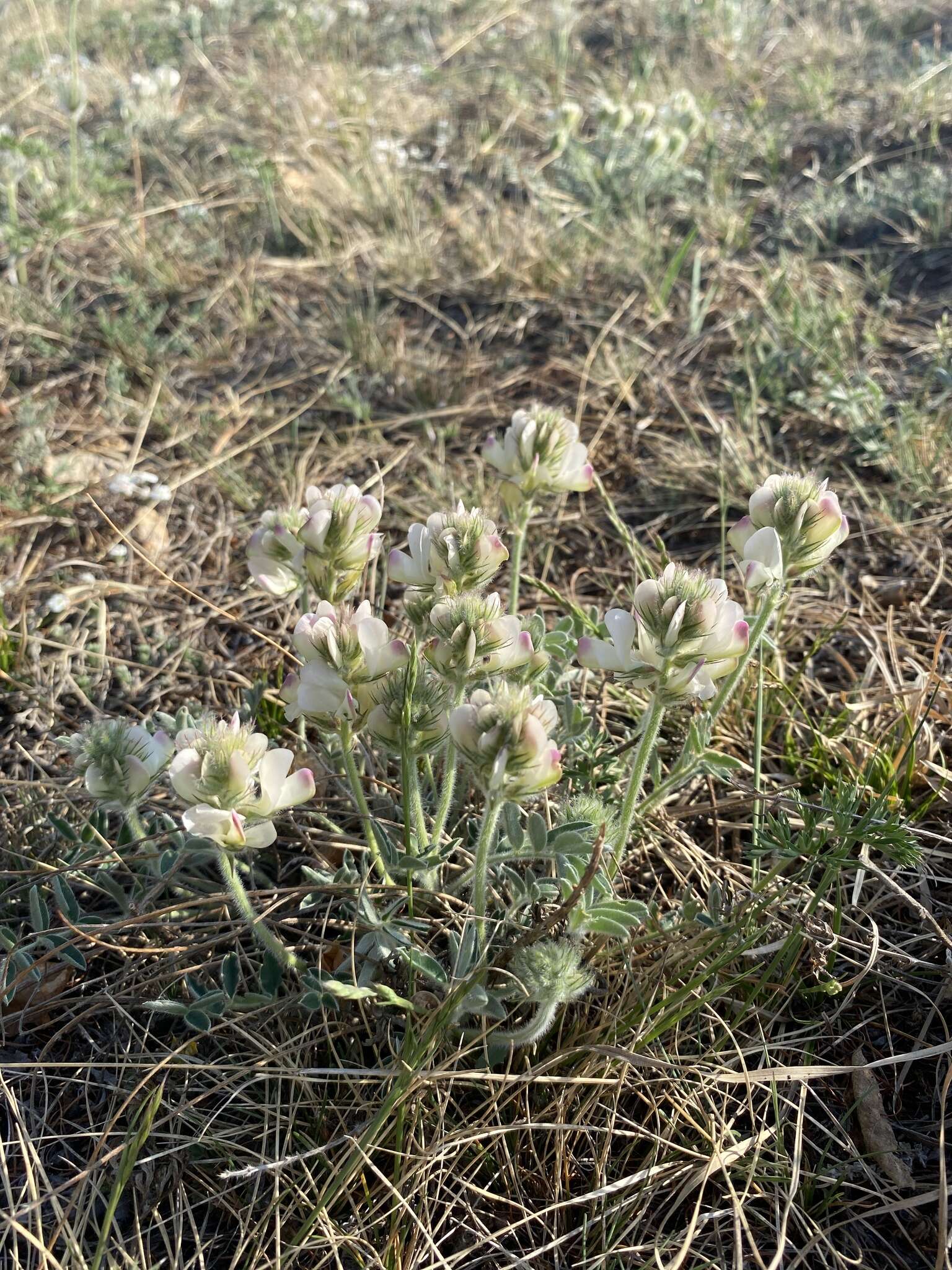 Plancia ëd Hedysarum turczaninovii Peschkova