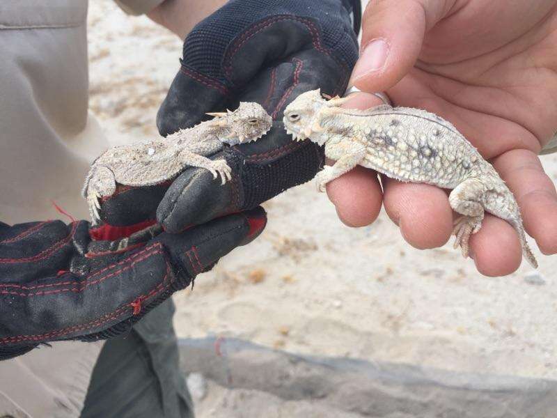 Image of Flat-tailed Horned Lizard