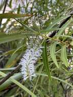 Image of Veronica tairawhiti (B. D. Clarkson & Garn.-Jones) Garn.-Jones