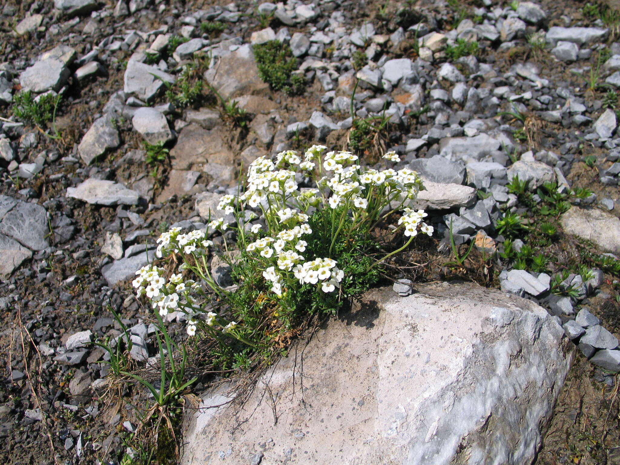 Image of alpine hutchinsia