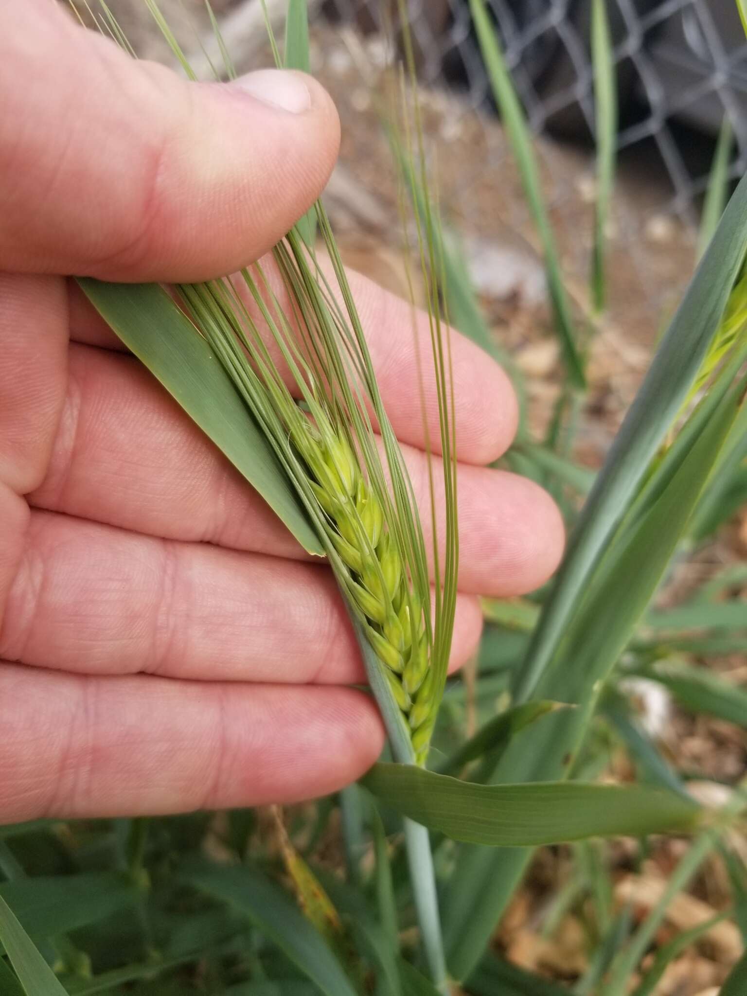 Image of Hordeum vulgare subsp. vulgare