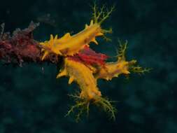 Image of robust sea cucumber