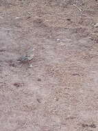 Image of turtle dove, european turtle dove