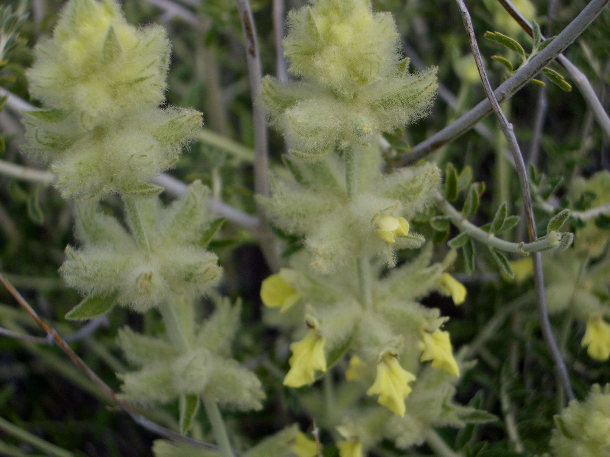 Stachys aurea Benth. resmi