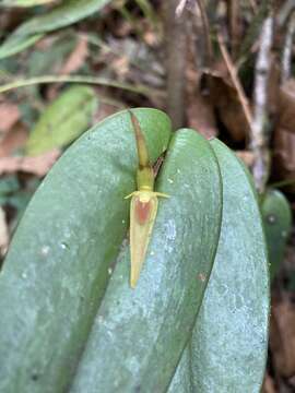 Image of Pleurothallis microcardia Rchb. fil.