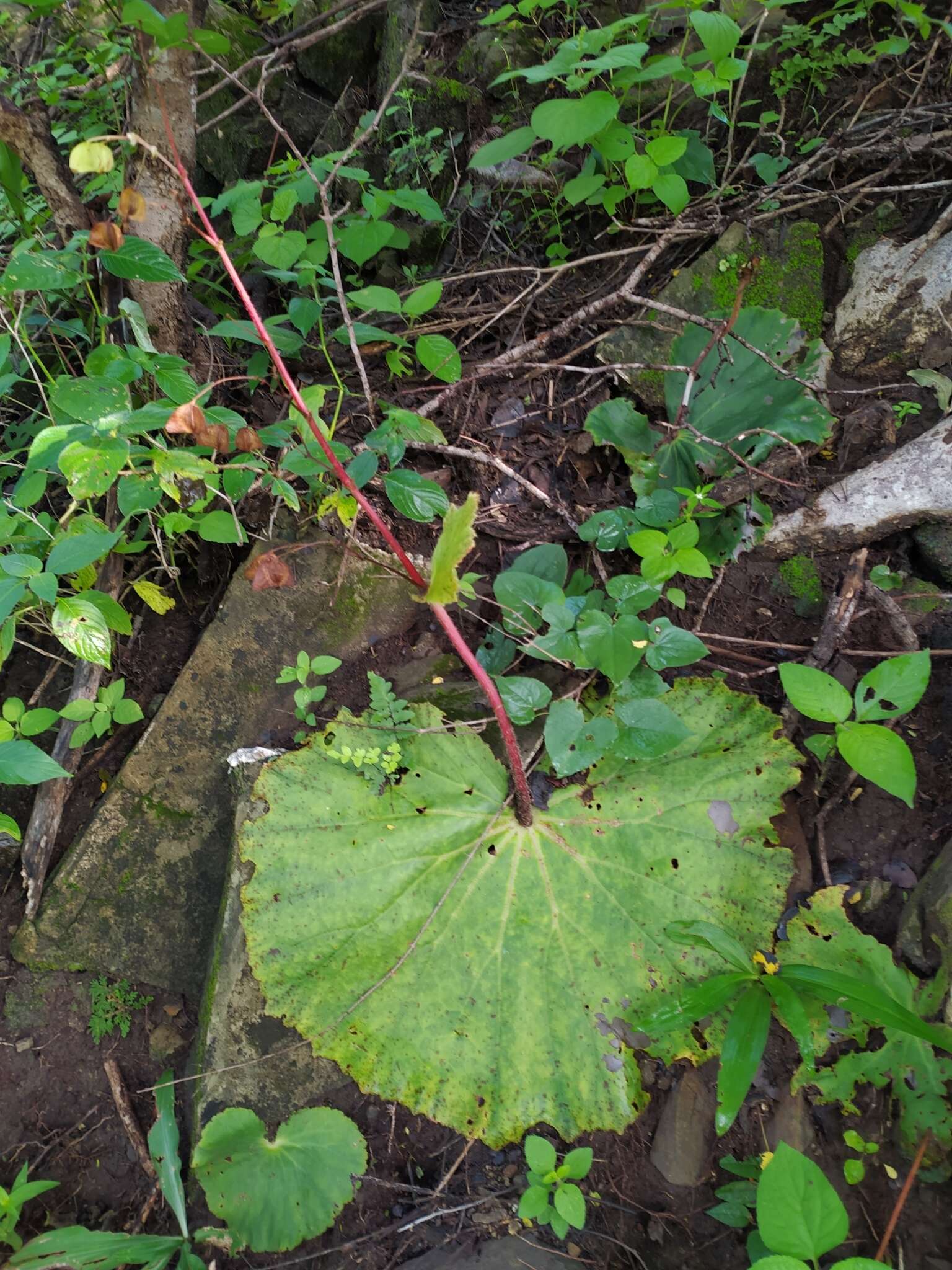 Слика од Begonia monophylla Pav. ex A. DC.