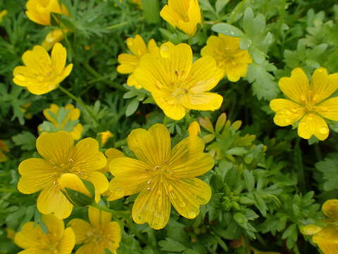 Imagem de Limnanthes douglasii subsp. sulphurea (C. T. Mason) C. T. Mason