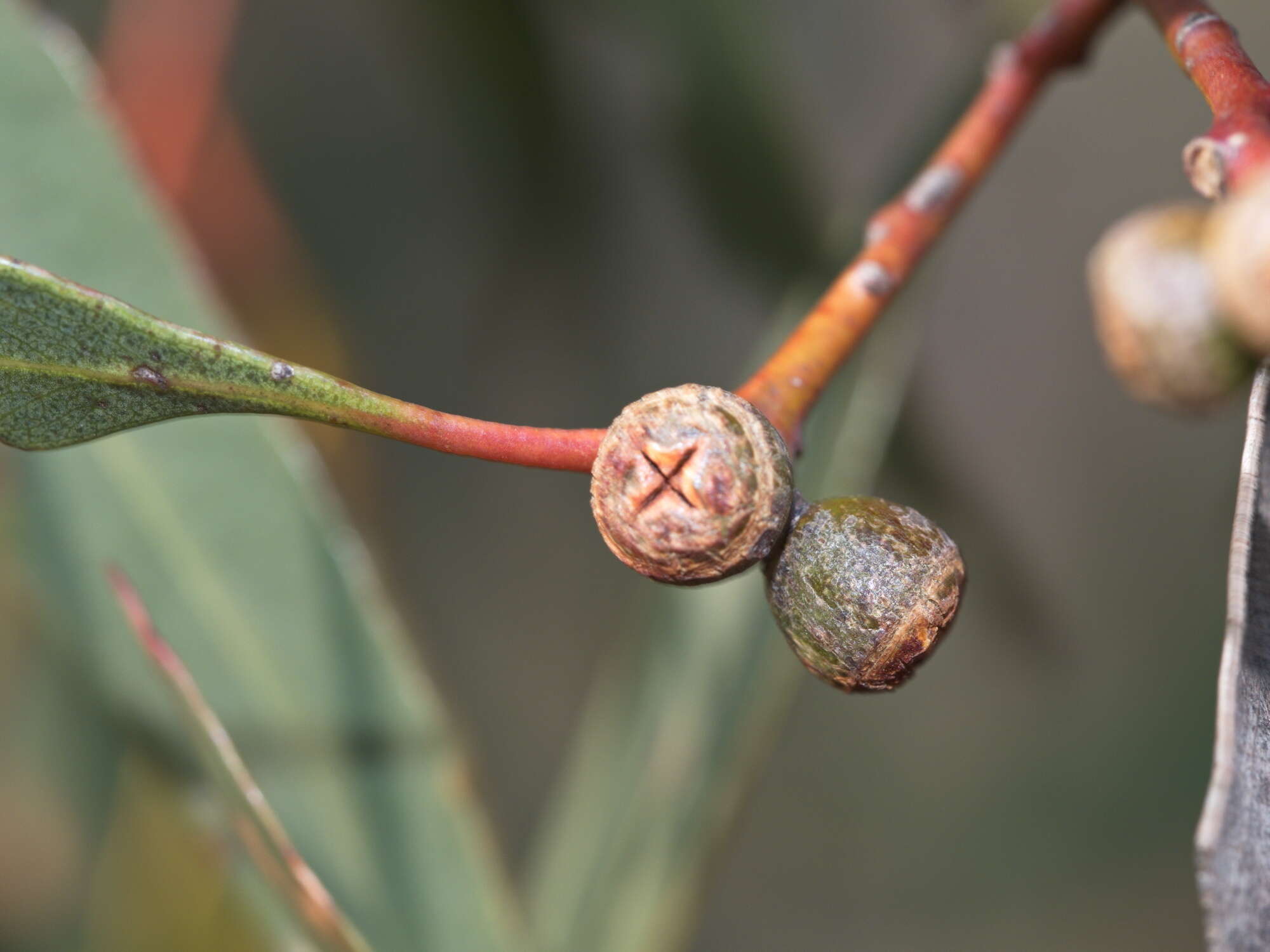 Image of Eucalyptus aromaphloia Pryor & J. H. Willis