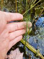 Image of hemlock waterparsnip