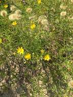 Image of sickleleaf silkgrass