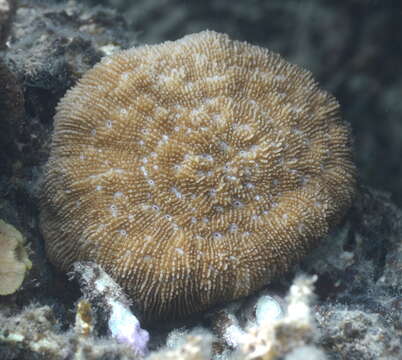 Image of dome coral