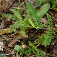 Image of Astragalus pelecinus (L.) Barneby