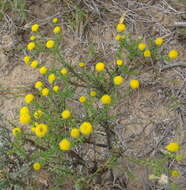 Слика од Chrysocoma ciliata L.