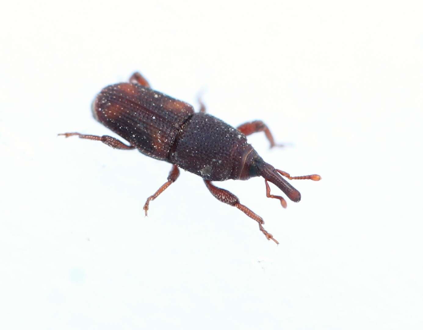 Image of rice weevil