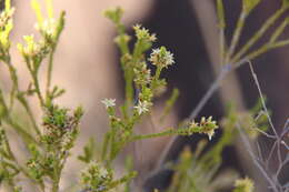 Image of Calytrix brownii (Schauer) Craven