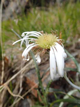 Image of Celmisia vespertina Given