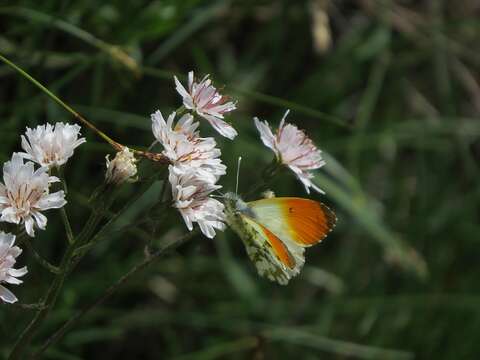 Image de Crepis froelichiana DC.