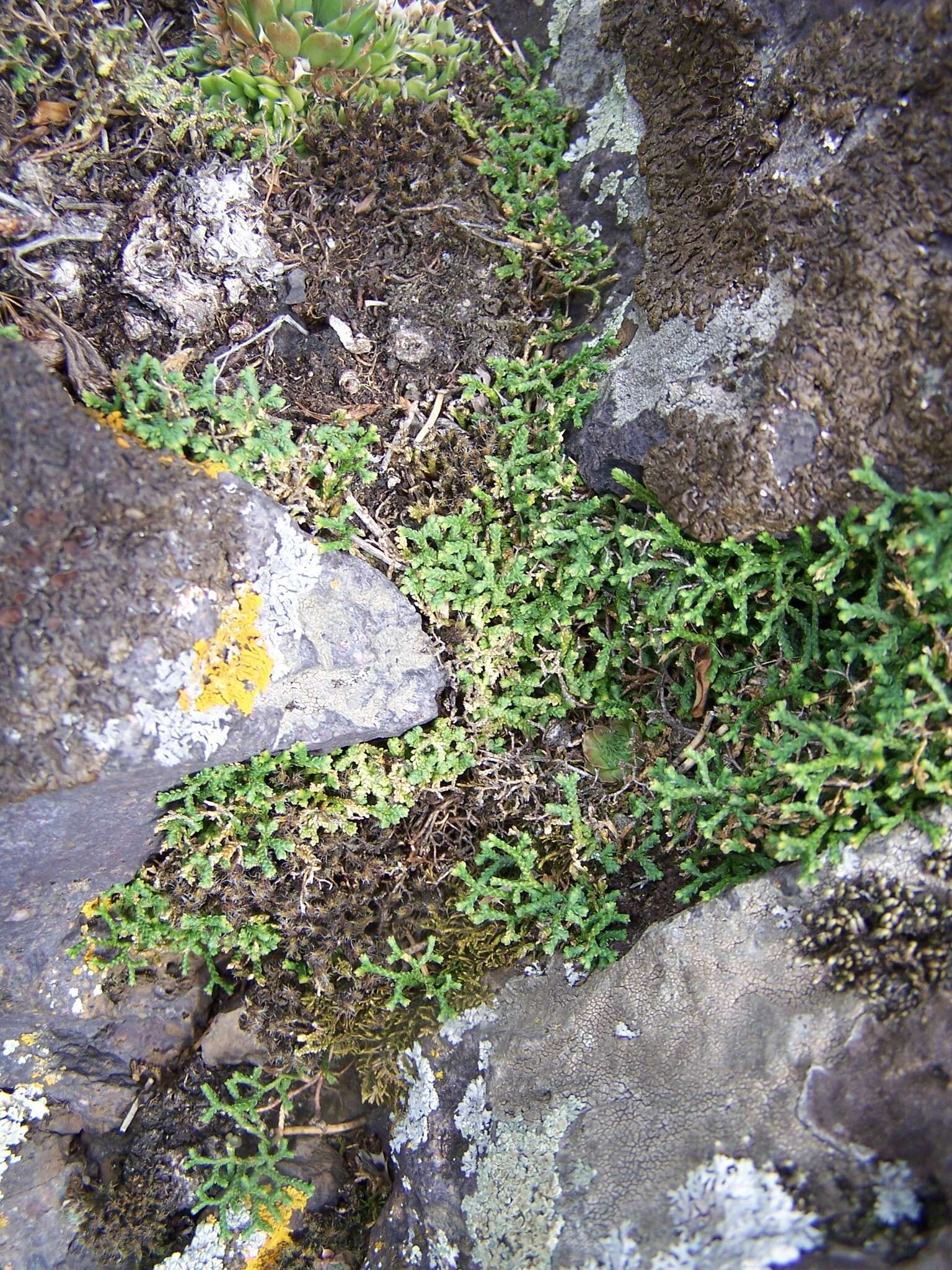 Sivun Selaginella sanguinolenta (L.) Spring kuva