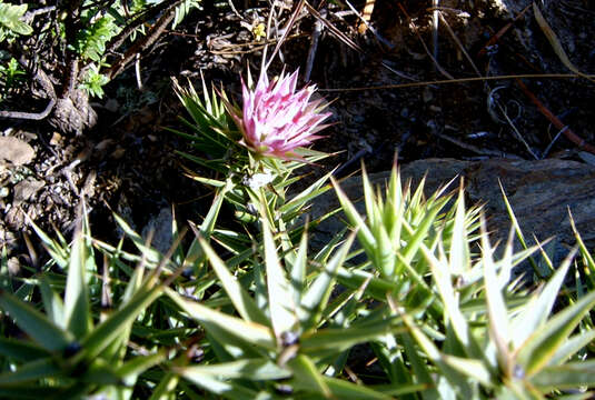 Image of Macledium relhanioides (Less.) S. Ortiz