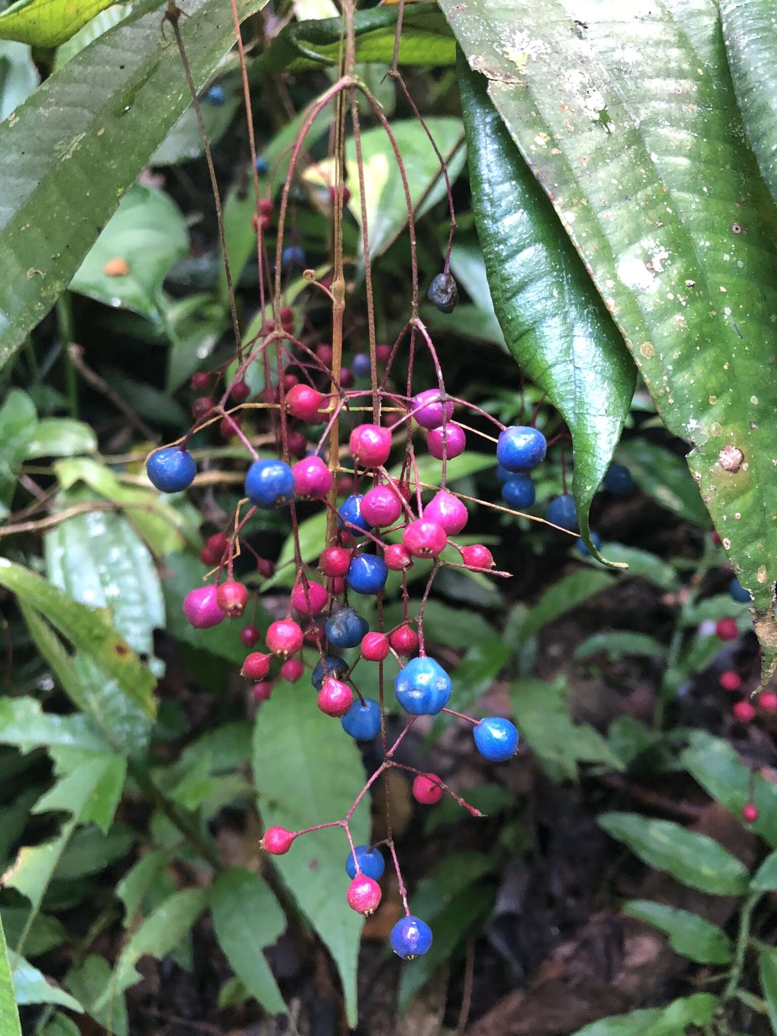 Image of Miconia pseudoalternifolia