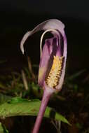 Image of Arisaema murrayi var. sonubeniae P. Tetali, Punekar & Lakshmin.