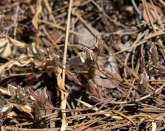 Image of Mt. Diablo bird's-beak