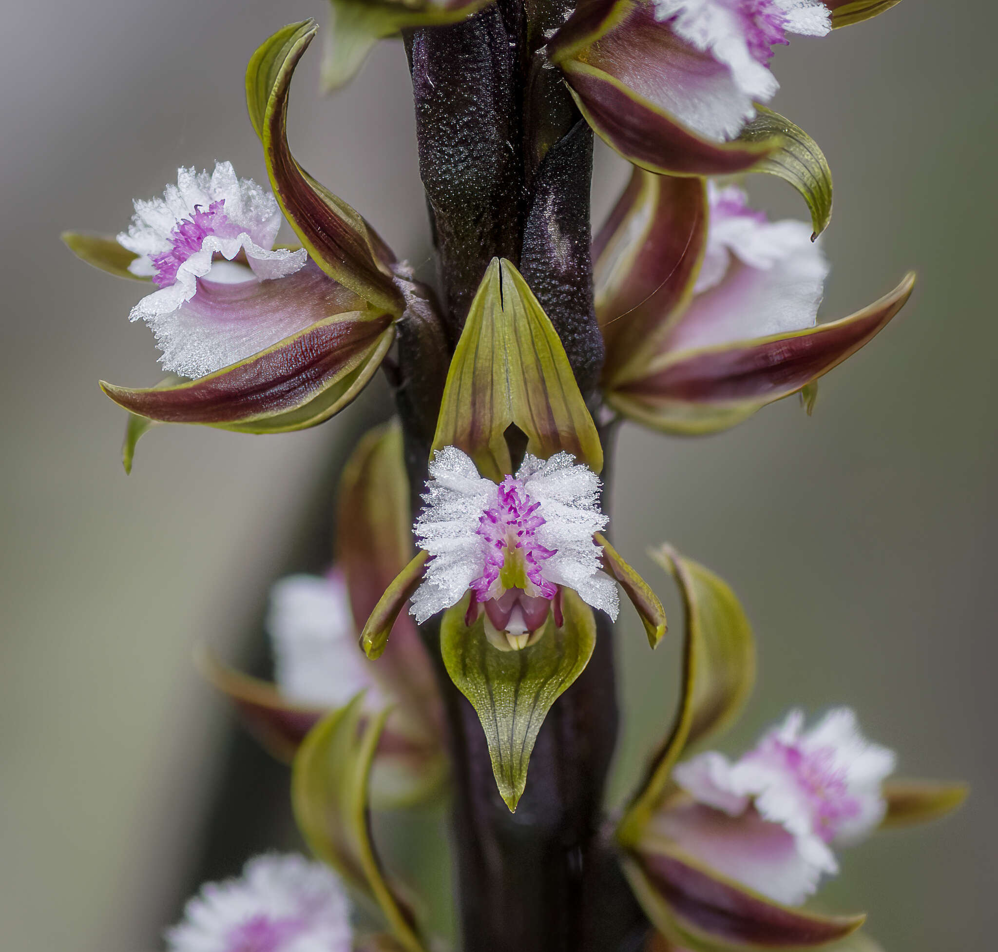 Imagem de Prasophyllum fimbria Rchb. fil.