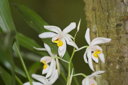 Plancia ëd Coelogyne punctulata Lindl.