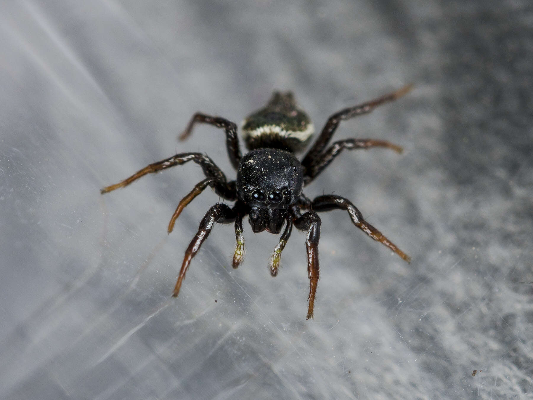 Image of Heliophanus chovdensis Prószyński 1982