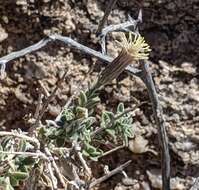 Image of shrubby brickellbush