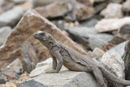 Image of Angel Island chuckwalla