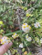 Image of Symphyotrichum lanceolatum var. interior (Wieg.) G. L. Nesom