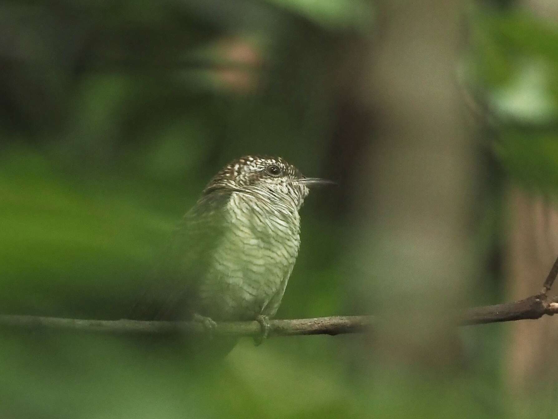 Image of Banded Bay Cuckoo