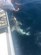 Image of Sandbar Shark